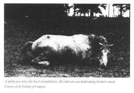 How come so many horses died because of the american civil war? Equine Relics Of The Civil War Document Gale Literature Resource Center