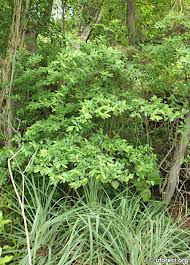 Image result for Erythroxylum zambesiacum