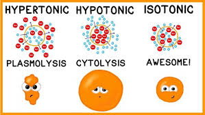 Solved] . Name: Hw Problem Set: Tonicity Red Blood Cells Are 0.9% Nacl....  | Course Hero
