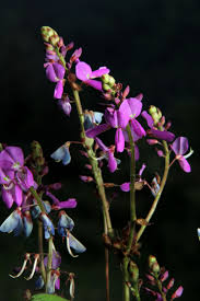 Image result for Desmodium intortum