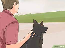 How to keep dog from barking at other dogs. How To Stop A Dog Barking At Other Dogs With Pictures Wikihow Pet
