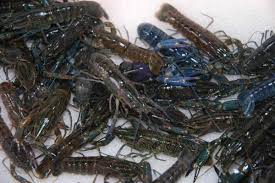 Tentang Budidaya Lobster Air Tawar Perdananews