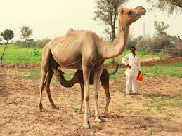 Desert farms pure camel milk powder is never heated, leaving all of its valuable enzymes untouched along with the health benefits of camel milk well preserved. Bootstrapped Aadvik Foods Take On Dairy Giants Will Tech Be The Key