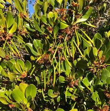 Image result for Ceriops