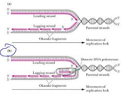 Why does dna need to replicate? What Is True About Dna Replication Quizlet