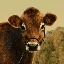 First cow ( la prima mucca) di kelly reichardt è anche il primo candidato all'orso di questa berlinale. First Cow Firstcow Twitter
