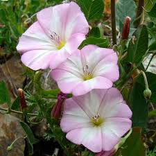 Image result for Convolvulus arvensis