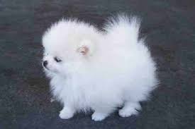 Availability of the dogs breed in india: Teacup Pomeranian Cute Puppies In India Novocom Top
