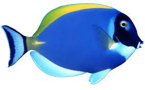 Pin By Veronica Canales On My Dream Pets Fish Fish Wallpaper Transparent Fish