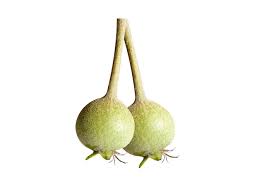 Image result for Thespesia garckeana