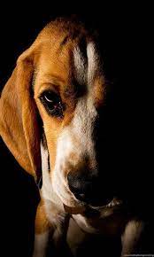 Those losers don't know when to quit! Beagle Wallpaper Desktop Background