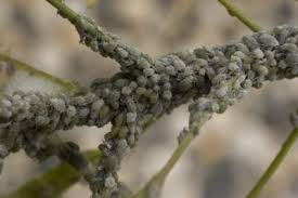 I love to look off the porch or out the window and you and bennett exploring on our property. Tree Leaves Dripping Sap Information About Tree Aphid Treatment