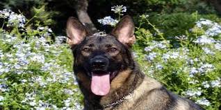 German shepherd / newfoundland mix. 44 German Shepherd Mix Breeds