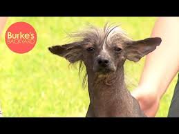 Below, you will find some of our best picks, in addition to tips that will allow you to use them the best way. Burke S Backyard Chinese Crested Dog Road Test Youtube