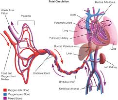 It bypasses the fetal lungs. Foetal Circulation Springerlink