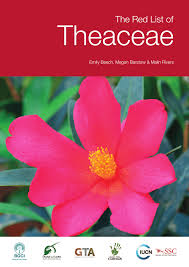 Image result for Theaceae