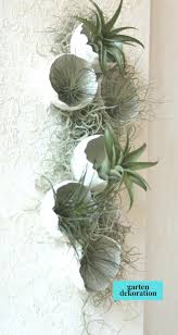 Weisser Beton Diy Pflanzenbild Mit Betonschalen Und Tillandsien Mit Step By St Beton Betonschalen Pflanzenbild Tilland Plant Pictures Diy Plants Plants