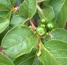 Image result for Vangueria vestita