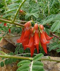 Image result for Lessertia pauciflora