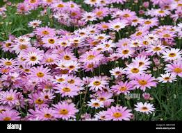 Image result for Argyranthemum frutescens