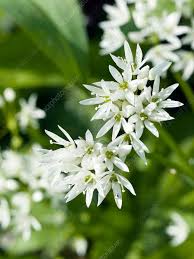 Image result for Allium ursinum