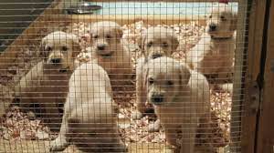 Golden retriever puppies alabama facebook. Alabama Golden Retrievers Facebook