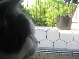 Replacing Window And Door Screens With Chicken Wire No Bug Protection But Perfect Cat And Dog Protection Cat Proofing Screen Door Pet Proof