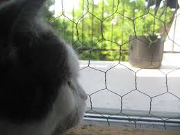 Diy adjustable pet mesh window screens are suitable for any style of window; Replacing Window And Door Screens With Chicken Wire No Bug Protection But Perfect Cat And Dog Protection Cat Proofing Screen Door Pet Proof