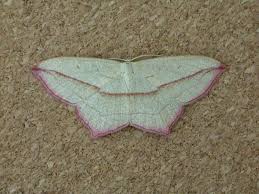 Image result for Timandra comae