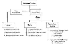 Check spelling or type a new query. Kingdom Plantae Lumut Paku Tumbuhan Berbiji Idschool