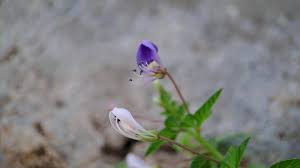 Image result for Cleome rutidosperma