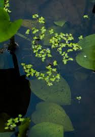 Image result for Spirodela polyrrhiza