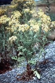 Be very wary of pups and kittens near any indoor plant, and any cut flowers (especially liliums for cats). Important Poisonous Plants Of Australia Toxicology Merck Veterinary Manual