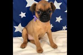 Learn about brussels griffon breed. Dee Allen Has Brussels Griffon Puppies For Sale In Ashville Oh On Akc Puppyfinder Brussels Griffon Puppies Brussels Griffon Puppies