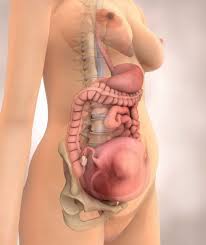Maybe you would like to learn more about one of these? Week 22 Pregnancy Timeline Fetal Development Week By Week With Pictures