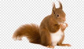 Cute pictures of red squirrels. Brown Squirrel Eating Food European Rabbit Deer Paper Red Squirrel Wall Decal Cute Squirrel Mammal Animals Pet Png Pngwing