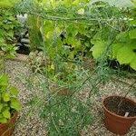 Image result for Momordica cardiospermoides