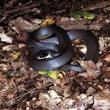 While snakes are actually good to have around because they eat the bugs that can destroy crops and gardens, you definitely do not want a poisonous or a nuisance snake lurking around your house. Snakes Of Ohio Identifying All 25 Species Slideshow Cleveland Com