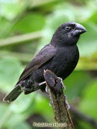 Small Bird With Large Beak Birding Ecuador For Conservation Birding Galapagos Islands Darwin S Finches Galapagos Islands Darwin Galapagos Islands Animals Galapagos Islands