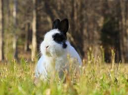 A baby rabbit, only 2 or 3 weeks old. How To Keep Rabbits Out Of Your Garden Hgtv