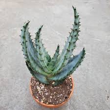 Image result for Searsia marlothii