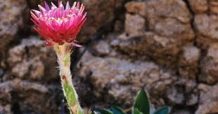 Image result for Mohria vestita