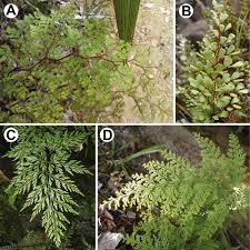 Image result for Odontosoria africana