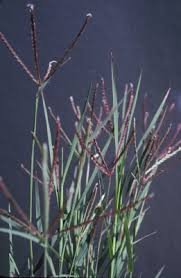 Image result for Cynodon dactylon