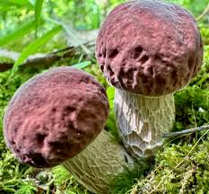 Image result for Boletus separans
