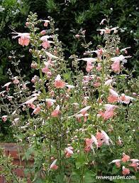 Coral nymph grows readily in a wide range of conditions and blooms continuously throughout summer. Coral Nymph Hummingbird Salvia Renee S Garden Seeds
