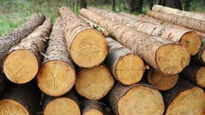 Wood, especially when suitable for building purposes: Tackle Timber Loss With Marginal Forests Report Resources Agriculture Business In Vancouver