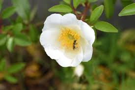 Image result for Rosa laevigata