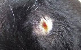 Bald spot on dog's head. Dog Has A Round Bald Patch