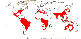 Image result for Lauraceae